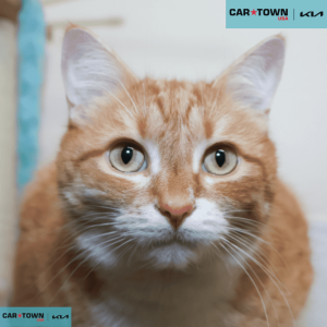 EAC Profile Template (34)