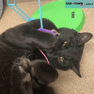 EAC Profile Template (35)