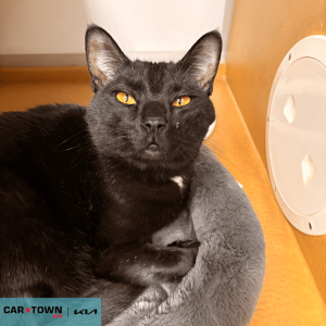 EAC Profile Template (36)