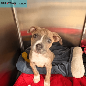 EAC Profile Template (40)