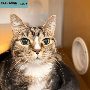 EAC Profile Template (44)