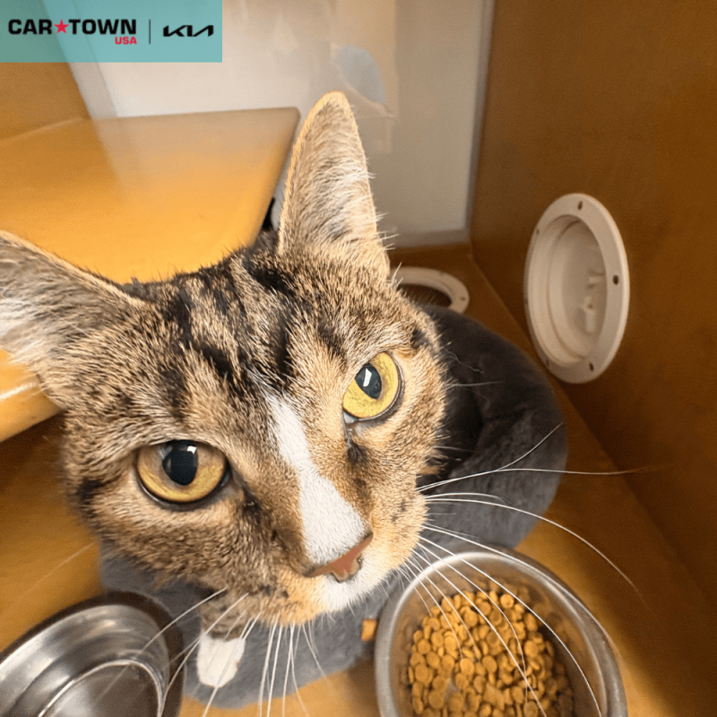 EAC Profile Template (45)