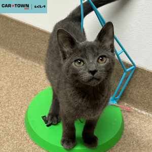 EAC Profile Template (49)