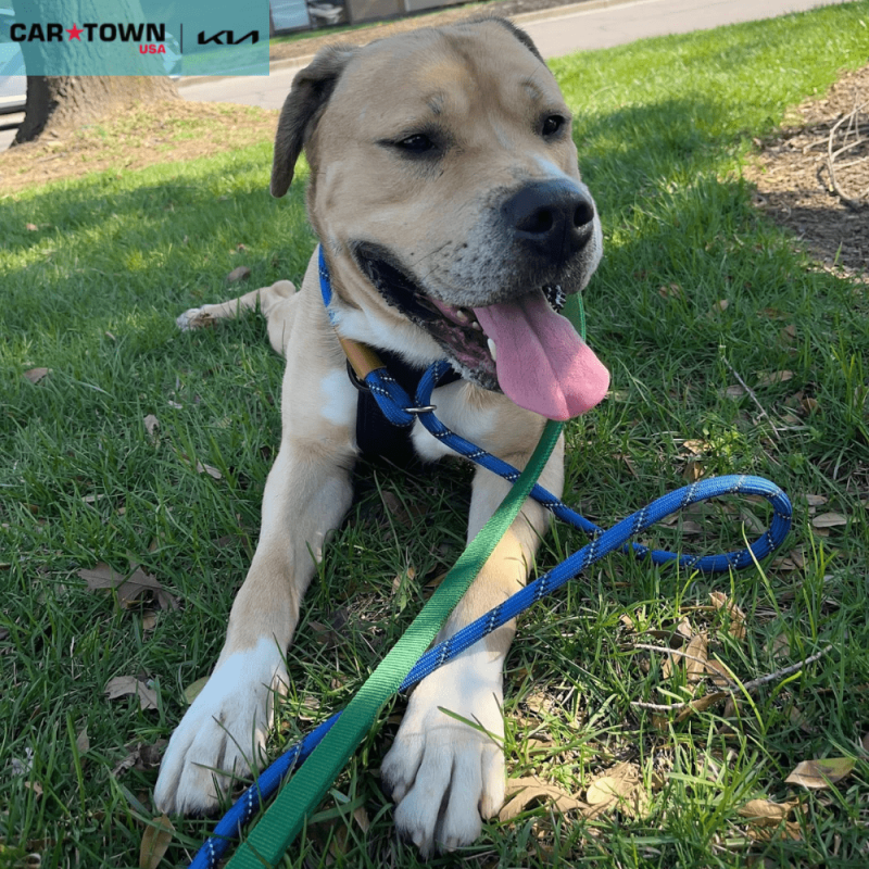 EAC Profile Template (50)