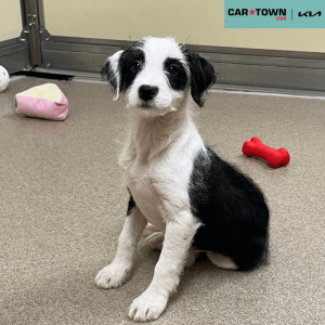 EAC Profile Template (51)