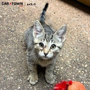 EAC Profile Template (56)