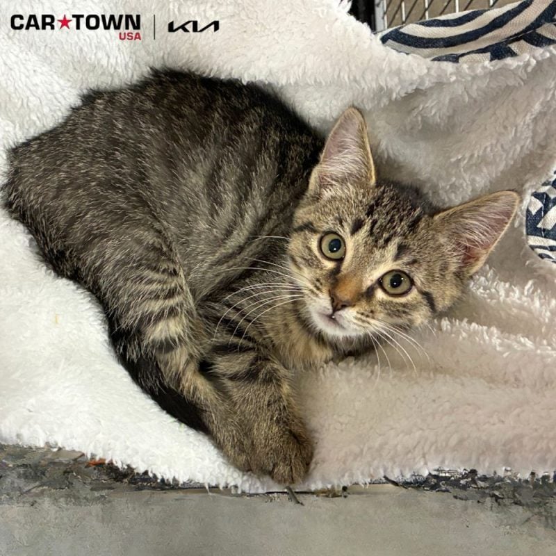 EAC Profile Template (57)