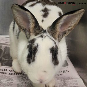 EAC Profile Template (61)