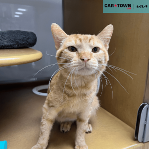 EAC Profile Template (61)