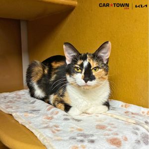 EAC Profile Template (62)