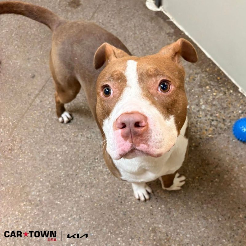 EAC Profile Template (68)