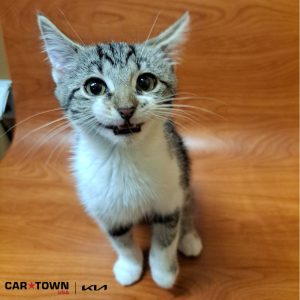 EAC Profile Template (70)