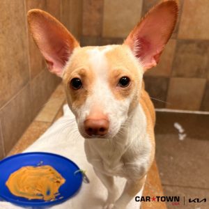 EAC Profile Template (71)