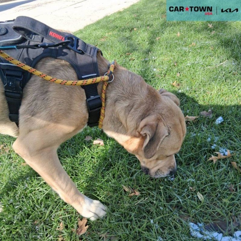 EAC Profile Template (79)