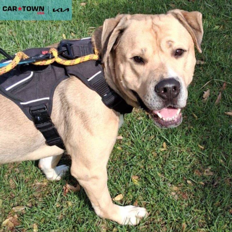 EAC Profile Template (80)