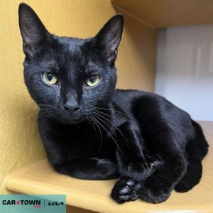 EAC Profile Template (84)