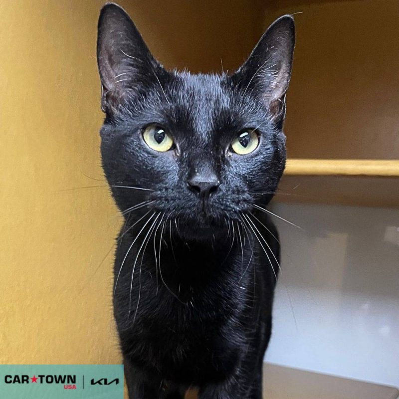 EAC Profile Template (86)