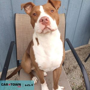 EAC Profile Template (9)