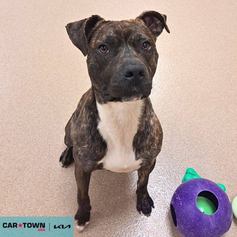 EAC Profile Template (91)