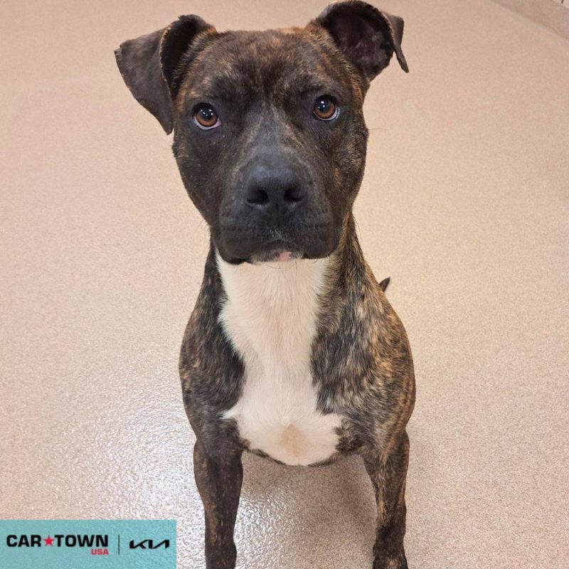 EAC Profile Template (92)