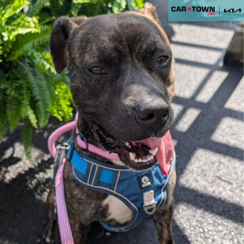 EAC Profile Template (93)