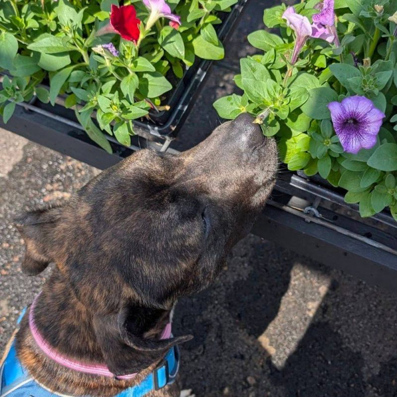 EAC Profile Template (94)