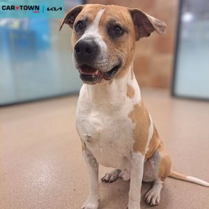 EAC Profile Template (97)