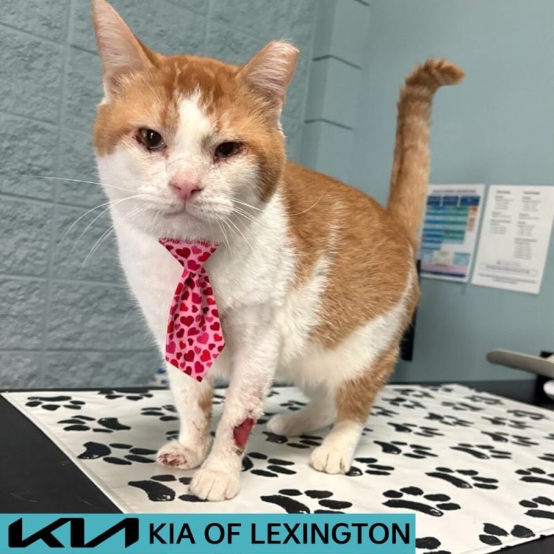 KIA Logo (8)