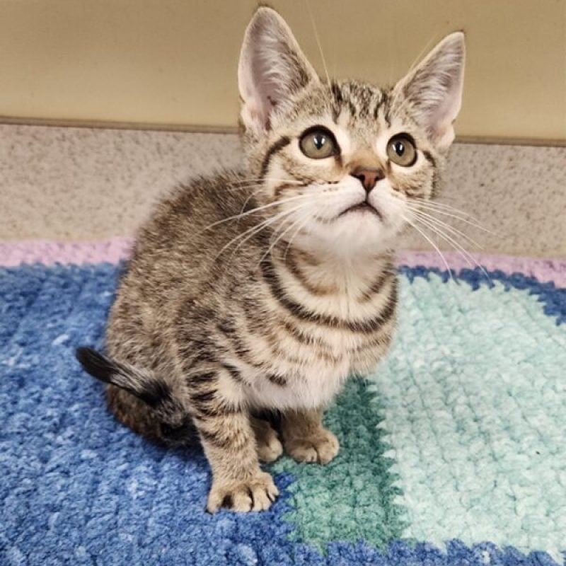 Tigger kitten pic
