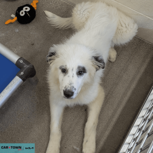 Untitled (1000 x 1000 px) - 2026-03-18T170455.828