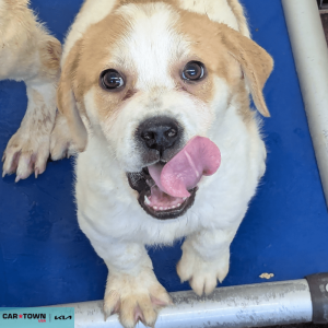 Untitled (1000 x 1000 px) - 2026-03-18T171337.722