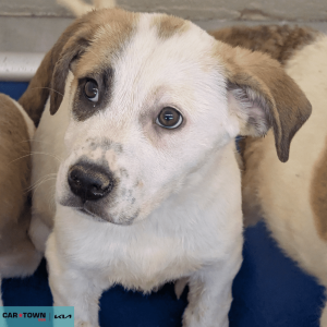 Untitled (1000 x 1000 px) - 2026-03-18T171502.710