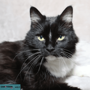 Untitled (1000 x 1000 px) - 2026-03-31T162202.003