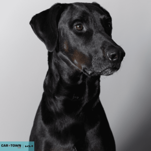 Untitled (1000 x 1000 px) - 2026-03-31T163924.906