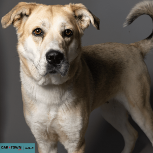 Untitled (1000 x 1000 px) - 2026-03-31T170637.384