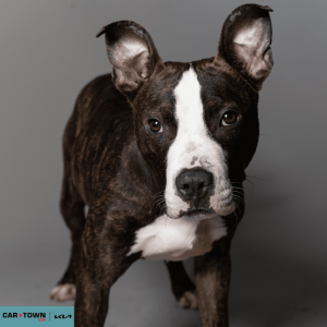 Untitled (1000 x 1000 px) - 2026-03-31T171205.568