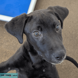 Untitled (1000 x 1000 px) - 2026-04-01T153425.757