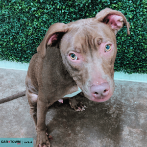 Untitled (1000 x 1000 px) - 2026-04-07T152850.952