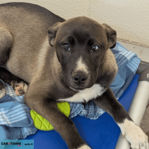 Untitled (1000 x 1000 px) - 2026-04-10T165638.279