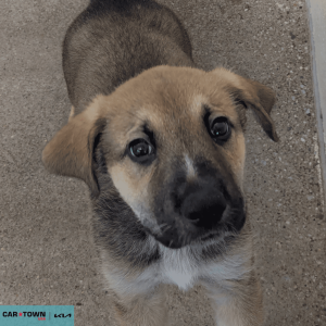 Untitled (1000 x 1000 px) - 2026-04-10T170300.257