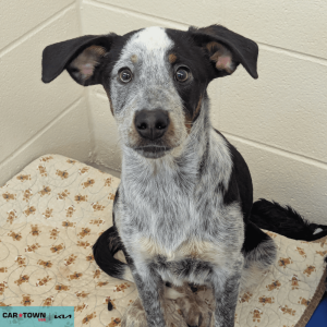 Untitled (1000 x 1000 px) - 2026-04-10T170922.263