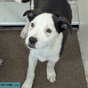 Untitled (1000 x 1000 px) - 2026-04-10T171318.299