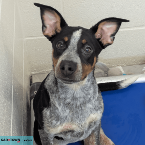 Untitled (1000 x 1000 px) - 2026-04-10T171453.247