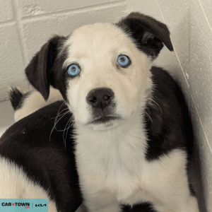 Untitled (1000 x 1000 px) - 2026-04-10T171831.224