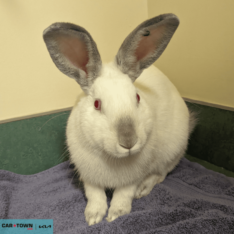 Untitled (1000 x 1000 px) - 2026-04-19T151547.966