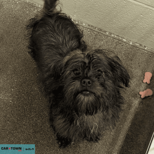 Untitled (1000 x 1000 px) - 2026-04-19T154558.836