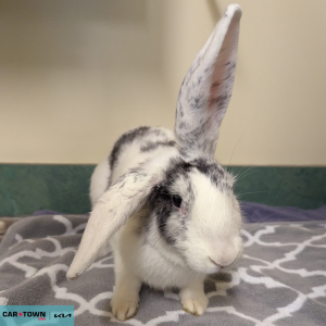 Untitled (1000 x 1000 px) - 2026-04-22T133639.745