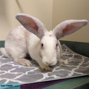 Untitled (1000 x 1000 px) - 2026-04-22T134119.800