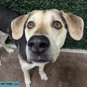 Untitled (1000 x 1000 px) - 2026-04-26T155054.015