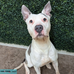 Untitled (1000 x 1000 px) - 2026-04-26T155646.877